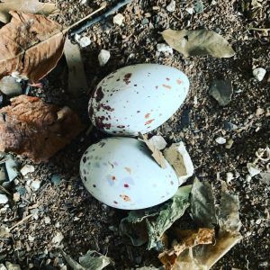 Fertile Black Vulture Eggs