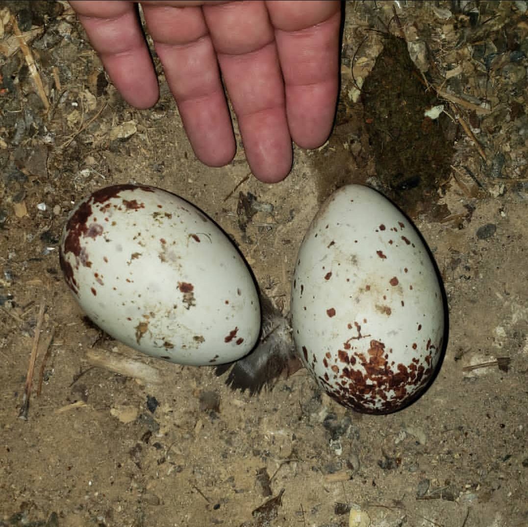 “Fertile Black Vulture eggs in a natural nesting environment, showing healthy shells and optimal conditions for chick development.”
