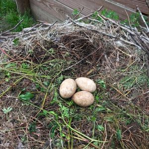 Fertile Black Palm Cockatoo Parrot Eggs