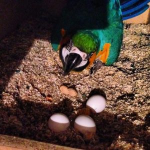 Fertile Blue And  Gold Macaw Parrot Eggs