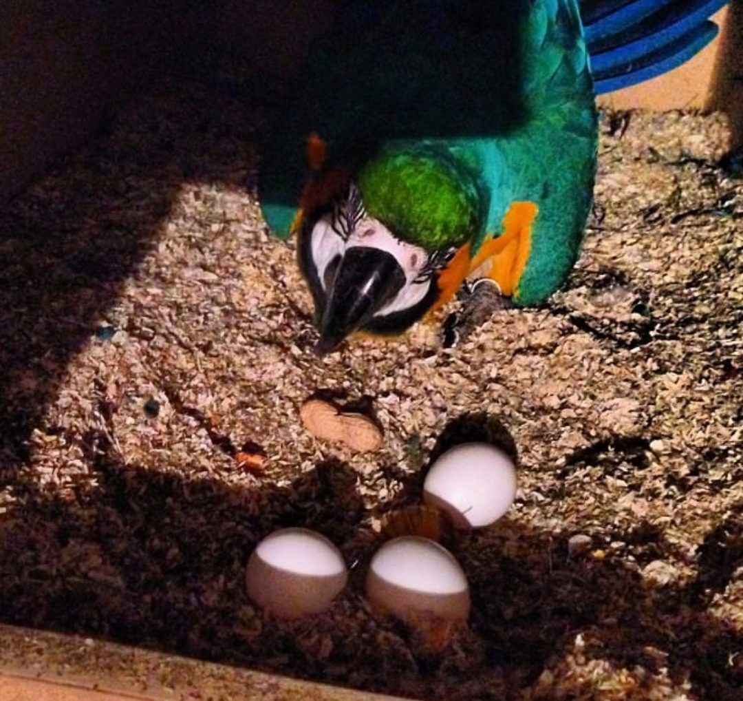 “Fertile Blue and Gold Macaw parrot eggs in a natural nest, showing healthy shells and optimal conditions for chick development.”