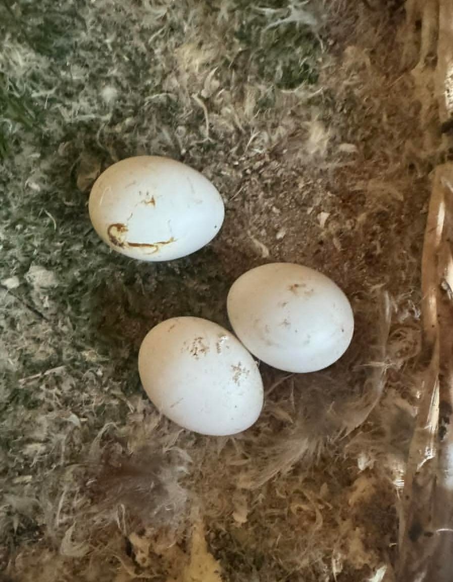 “Fertile Blue-Throated Macaw parrot eggs in a natural nest, showing healthy shells and optimal conditions for chick development.”