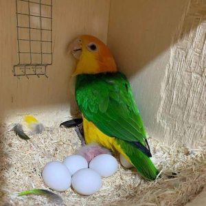 Fertile Caique Parrot  Eggs