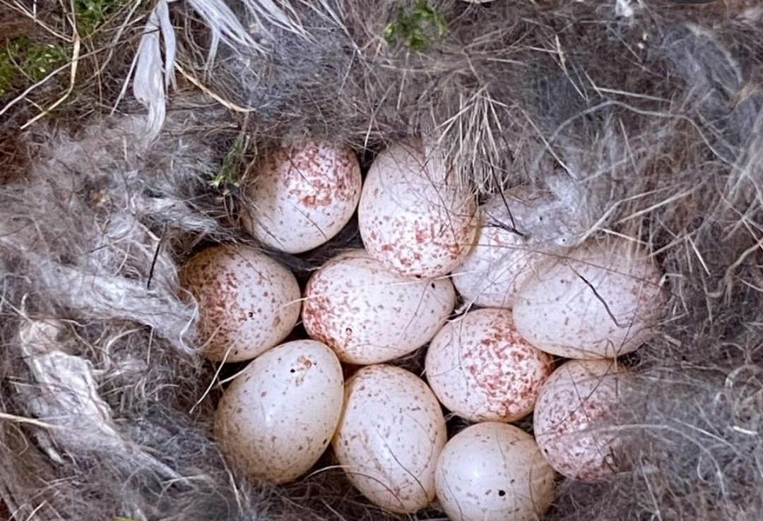 "Fertile Cinereous Vulture eggs for breeding and conservation programs, healthy and sourced from trusted wildlife breeders."