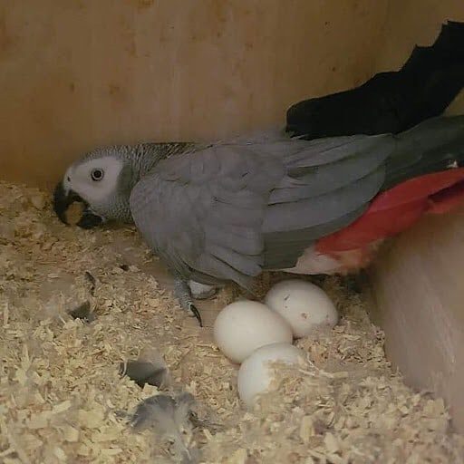 "Fertile Congo African Grey parrot eggs for breeding and conservation, healthy and sourced from trusted avian breeders."