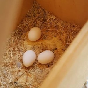 Green Thiged Caique Eggs