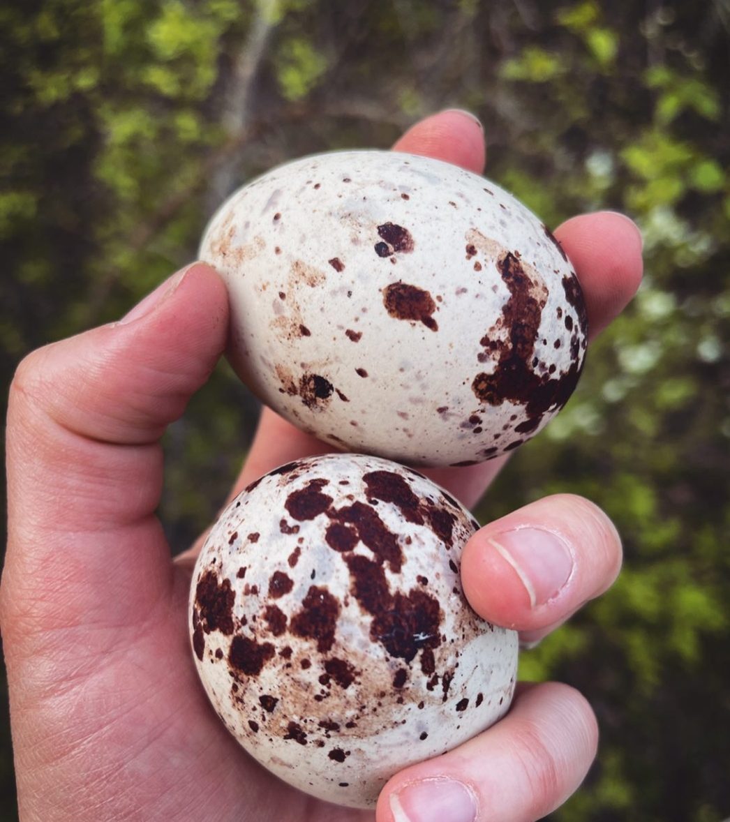 “Fertile Gyrfalcon eggs in nest, healthy and high-quality, ideal for responsible raptor breeding and hatching.”