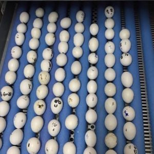 Fertile Hyacinth Macaw Parrot Eggs