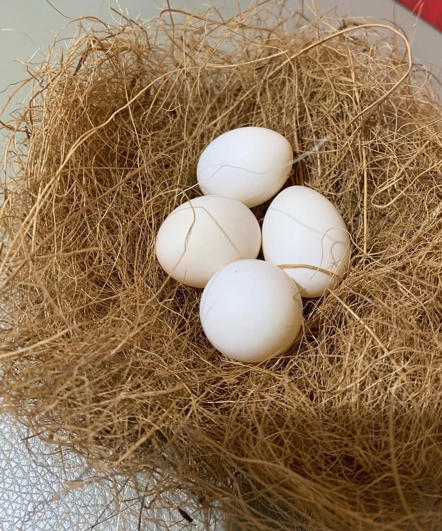 “Fertile lovebird eggs in nest, healthy and high-quality, ideal for responsible exotic bird breeding and successful hatching.”