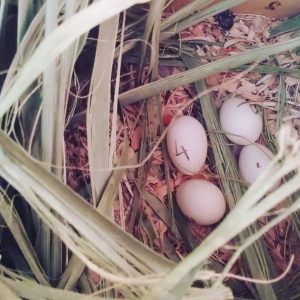 Fertile Quakers Parrot Eggs