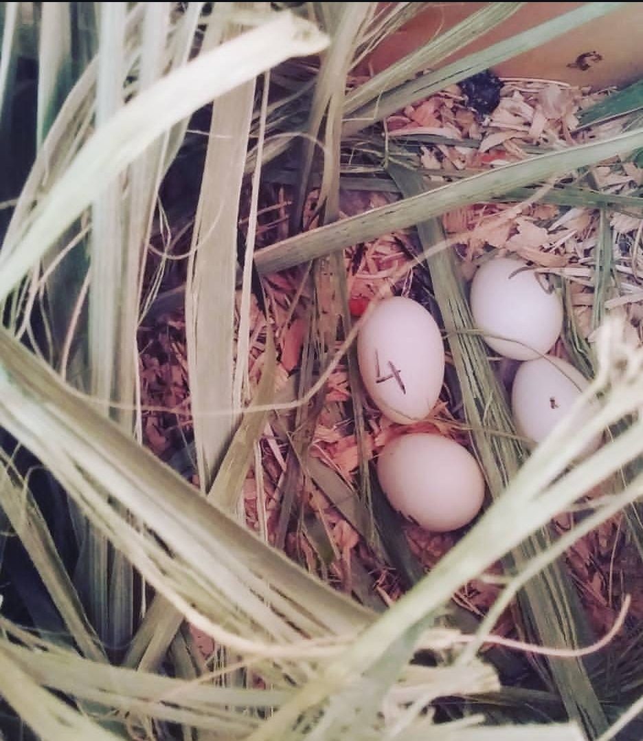 “Fertile Quaker parrot eggs in nest, healthy and high-quality, ideal for responsible exotic bird breeding and successful hatching.”