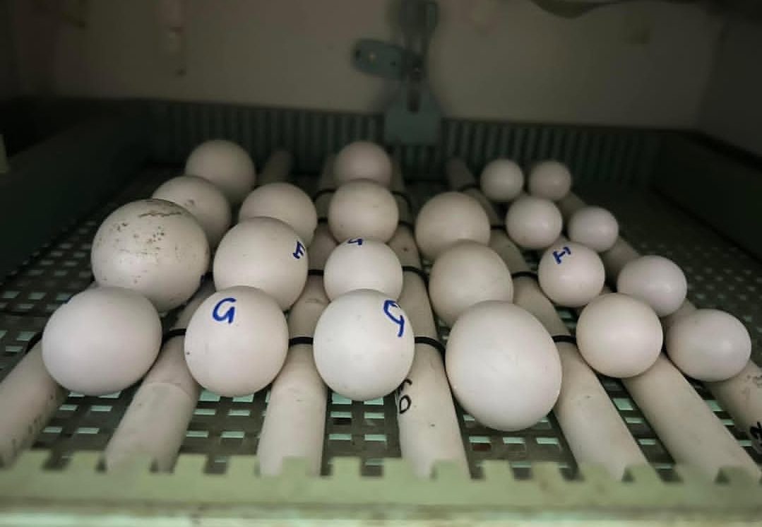 "Fertile Scarlet Macaw parrot eggs ready for breeding, healthy exotic bird eggs for aviculture enthusiasts."
