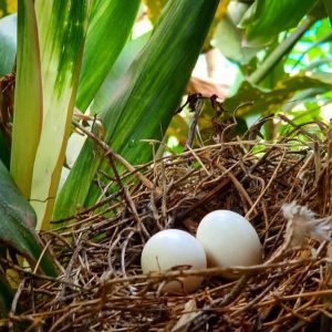 Fertile Severe Macaw Parrot Eggs