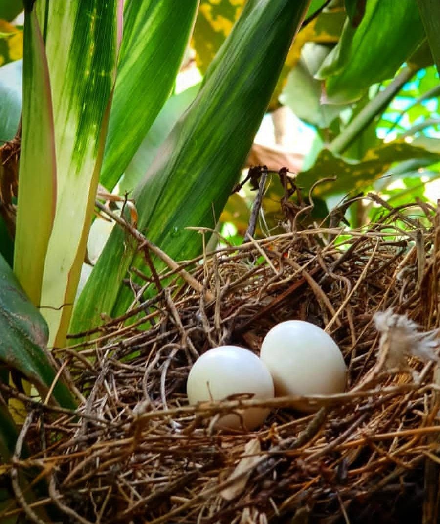 "Fertile Severe Macaw parrot eggs for breeding, healthy exotic bird eggs ideal for aviculture enthusiasts and professional breeders."