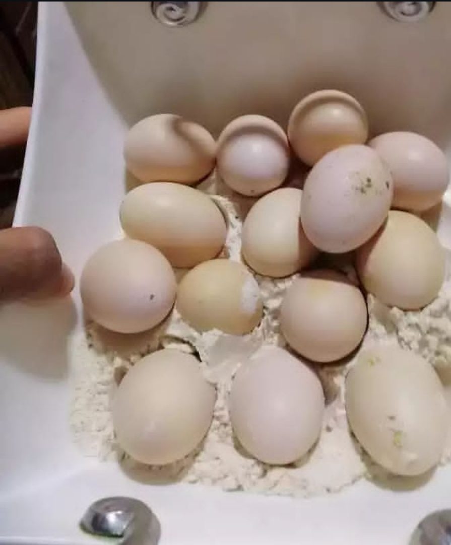 "Fertile Rainbow Lorikeet eggs for breeding, healthy exotic bird eggs ideal for aviculture enthusiasts and professional breeders."