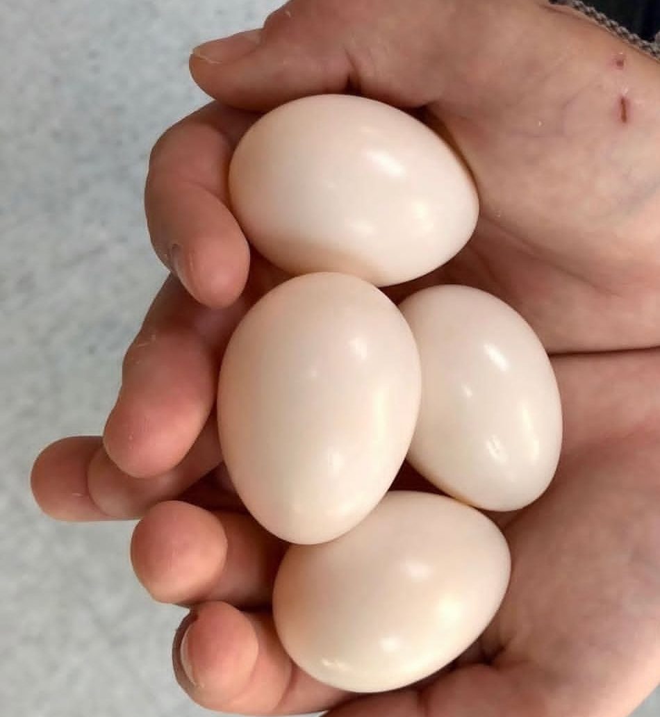 "Fertile Red Factor African Grey Parrot eggs for breeding, healthy exotic bird eggs ideal for aviculture enthusiasts and professional breeders."