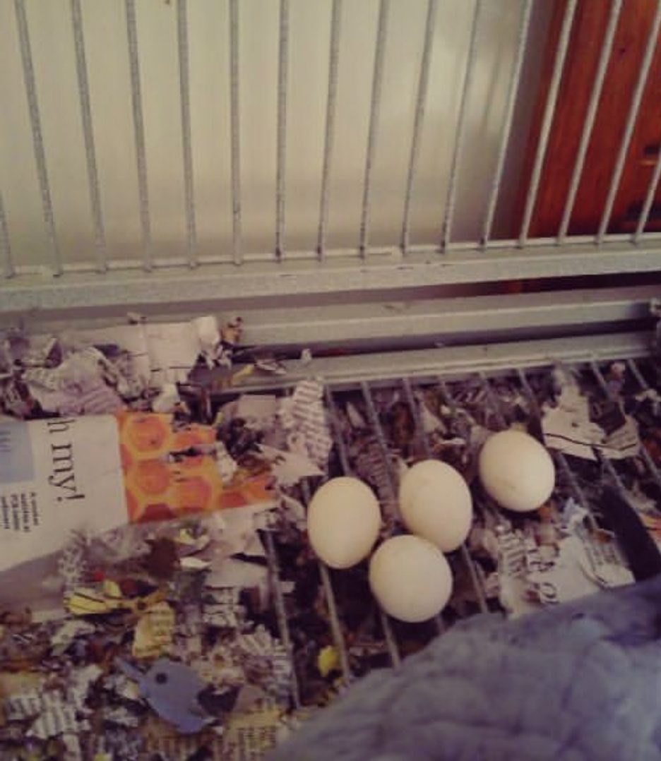 "Fresh Solomon Island Eclectus parrot eggs for breeding, healthy exotic bird eggs ideal for aviculture enthusiasts and professional breeders."
