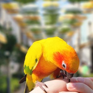 Golden Sun Conure Parrots-Males And Females
