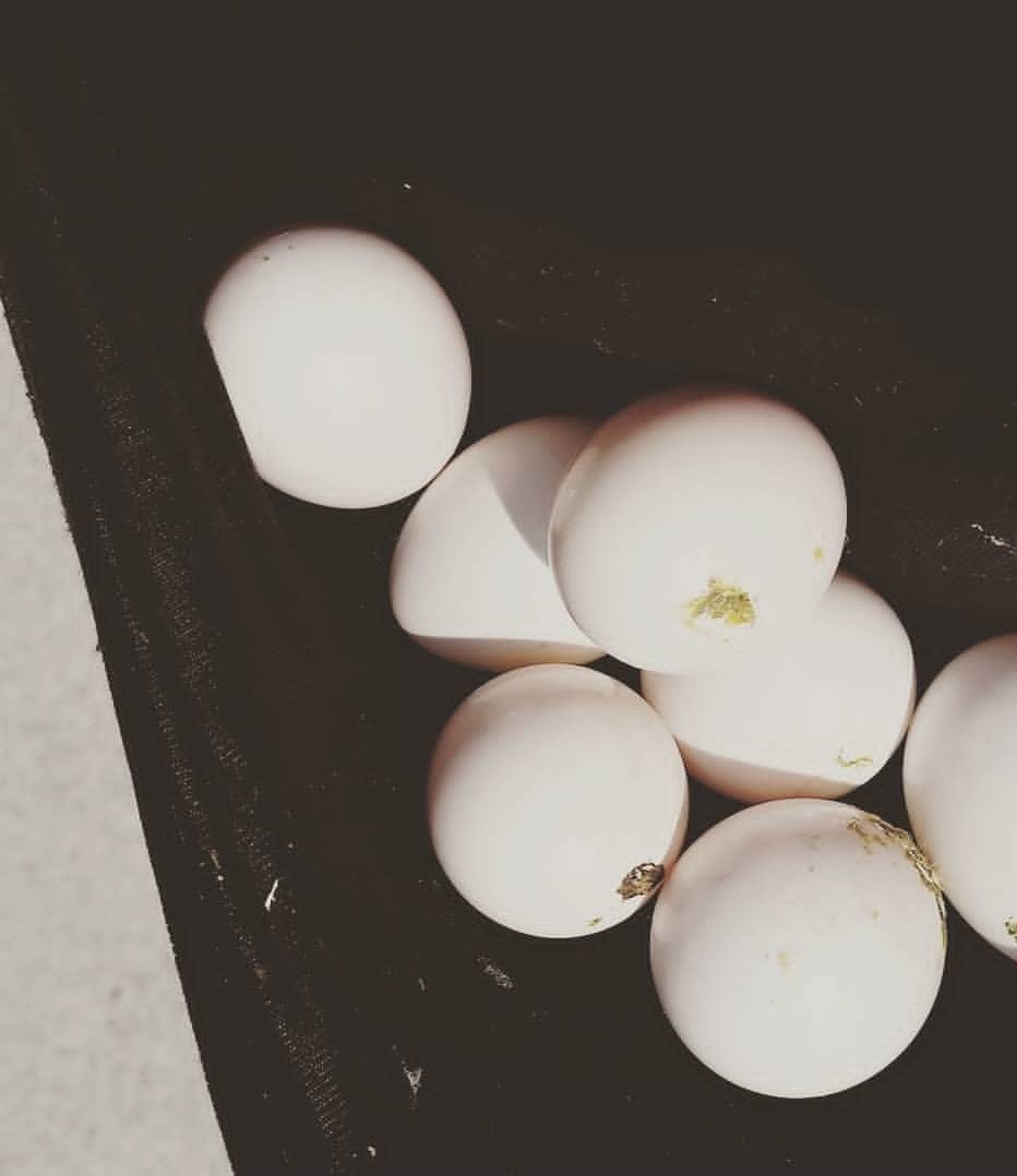 "Fertile Harlequin Macaw parrot eggs for breeding, healthy exotic bird eggs ideal for aviculture enthusiasts and professional breeders."