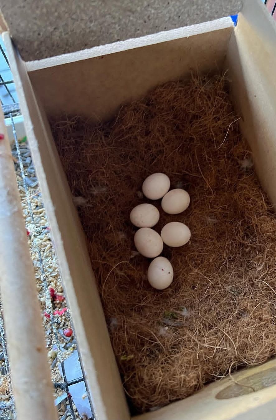 "Fertile Sulphur Crested Cockatoo parrot eggs for breeding, healthy exotic bird eggs ideal for aviculture enthusiasts and professional breeders."