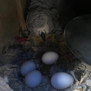 Hatching Timneh African Grey Parrot Eggs