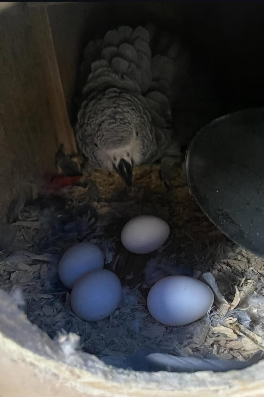 "Fertile Timneh African Grey parrot eggs for breeding, healthy exotic bird eggs ideal for aviculture enthusiasts and professional breeders."