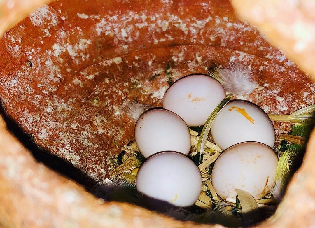 “Close-up of healthy Umbrella Cockatoo parrot eggs ready for hatching, ideal for aviculture and bird breeding enthusiasts.”