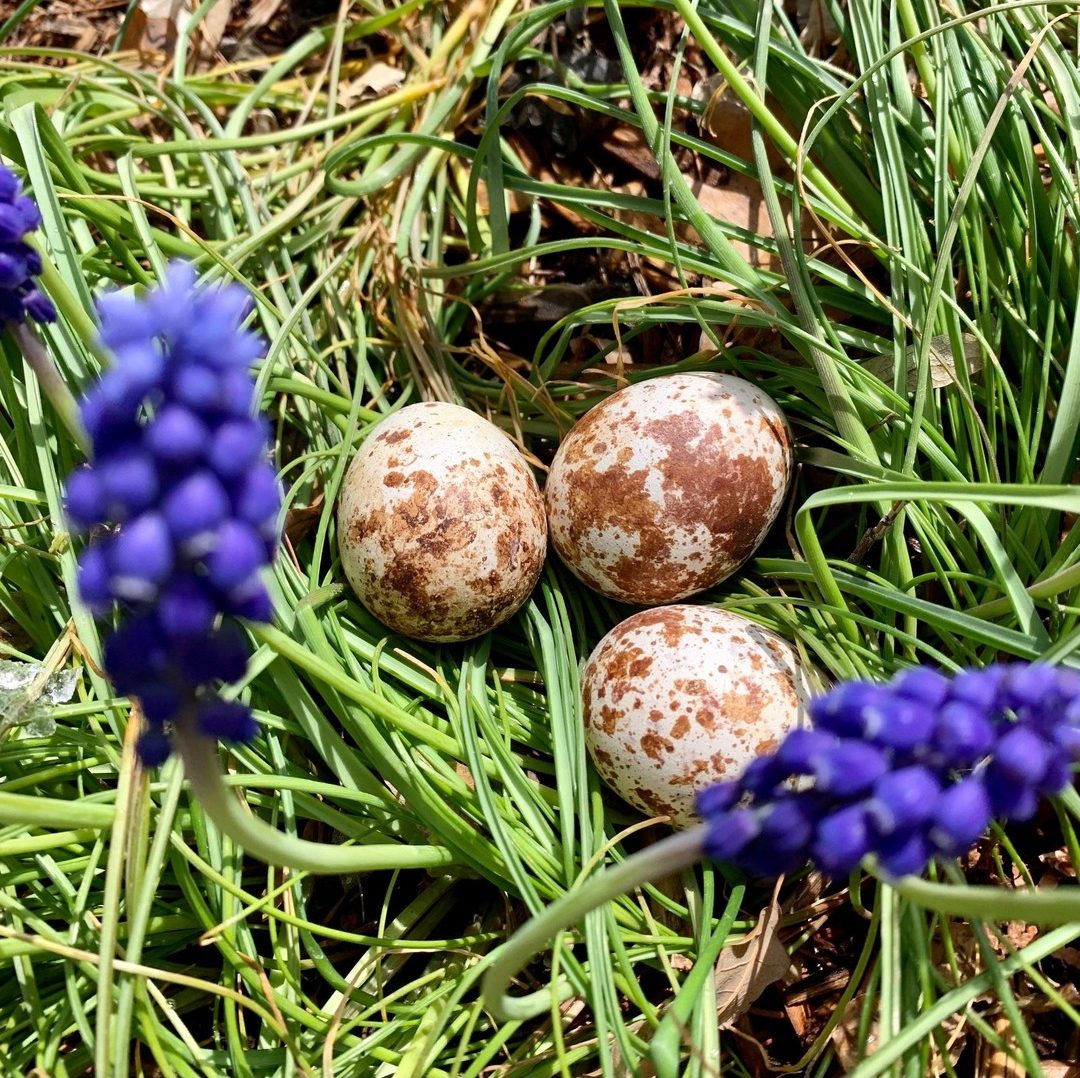 “Close-up of healthy Laggar Falcon eggs, fertile and high-quality, ideal for raptor breeding and aviculture enthusiasts.”