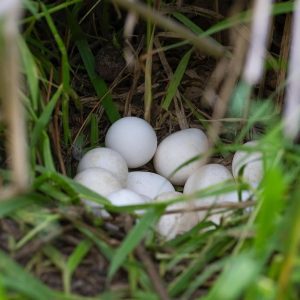 Hybrid Macaw Parrot  Eggs