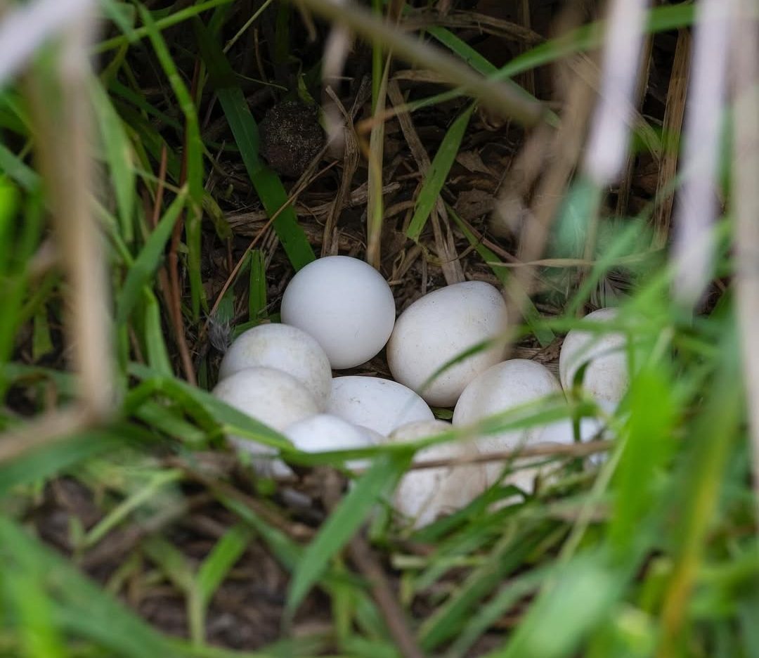 "Fertile Hybrid Macaw Parrot eggs for sale, ideal for breeders and exotic bird enthusiasts."