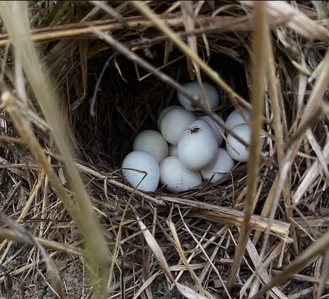 "Fertile Island Eclectus parrot eggs for sale, ideal for breeders and exotic bird enthusiasts seeking high-quality eggs."