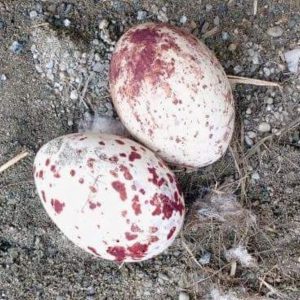 Lanner Falcon Eggs