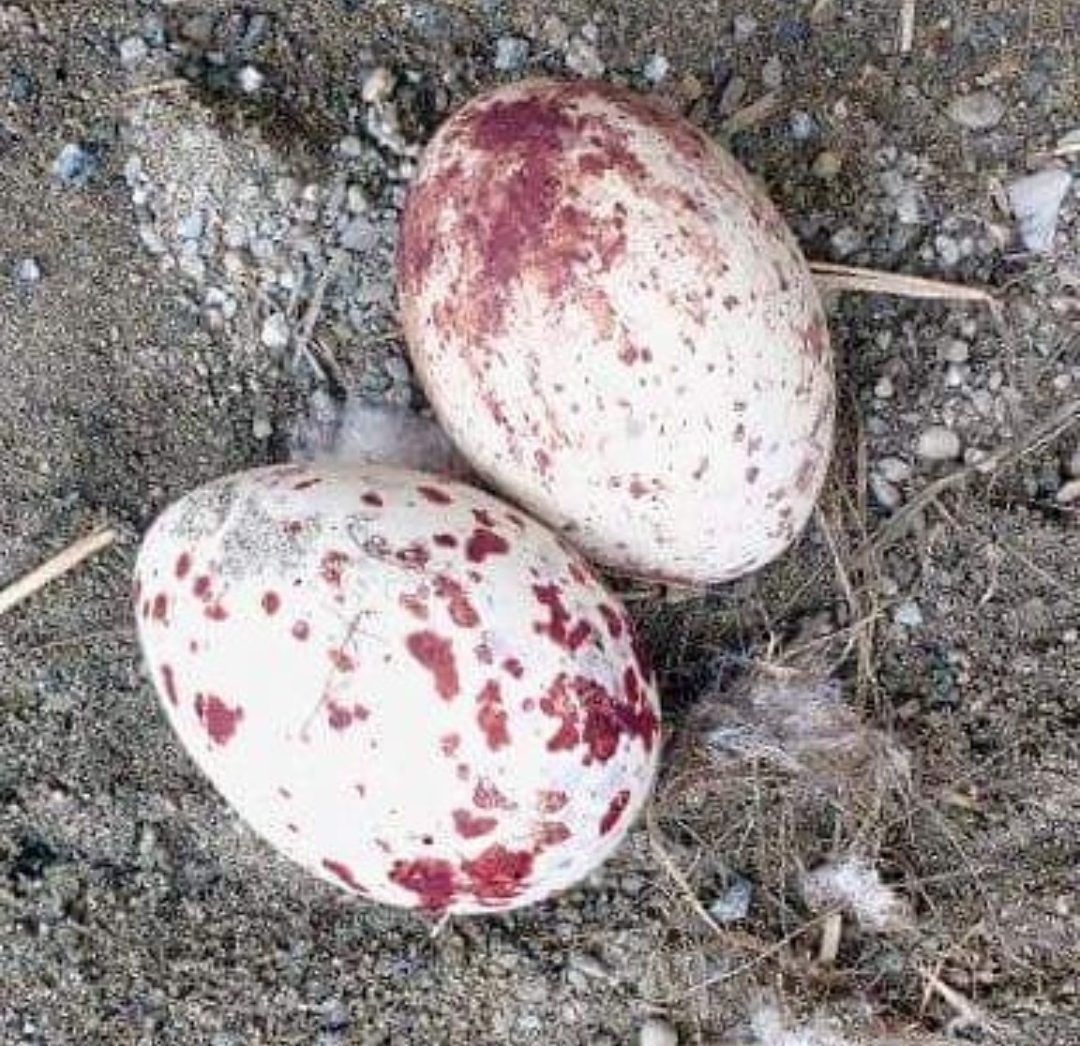 "Fertile Lanner Falcon eggs for sale, perfect for breeders and falconry enthusiasts seeking high-quality, healthy birds."