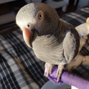 Female Timneh African Grey Parrot
