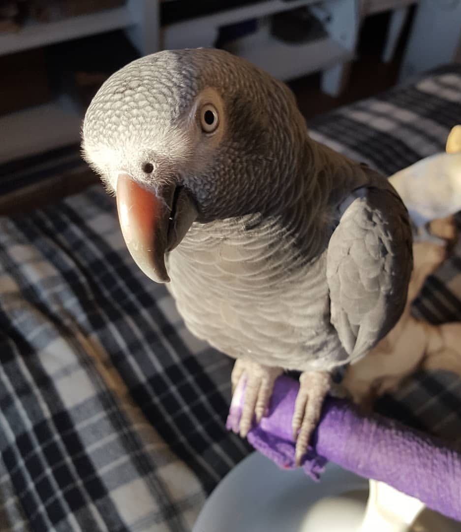 Female Timneh African Grey Parrot with beautiful grey feathers, a dark beak, and a charming personality.