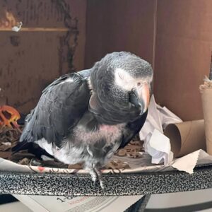 Female Timneh African Grey Parrot