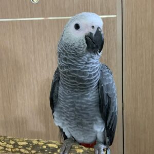 Male African Grey Parrot