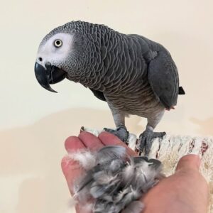 Male African Grey Parrot For Sale