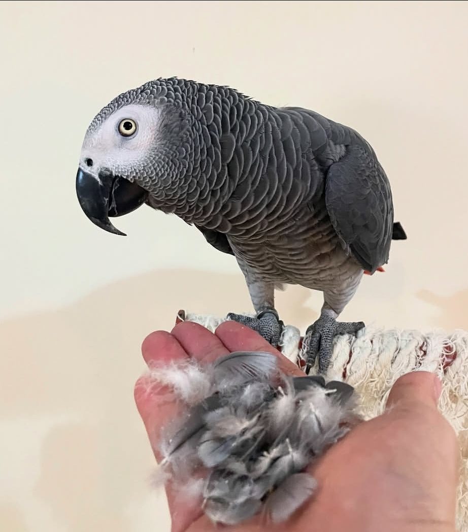 Male African Grey Parrot for Sale – Beautiful Congo African Grey parrot known for its talking ability, intelligence, and charming personality.