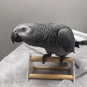 Male Congo African Grey Parrot