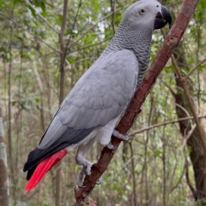 Male Congo African Grey Parrot