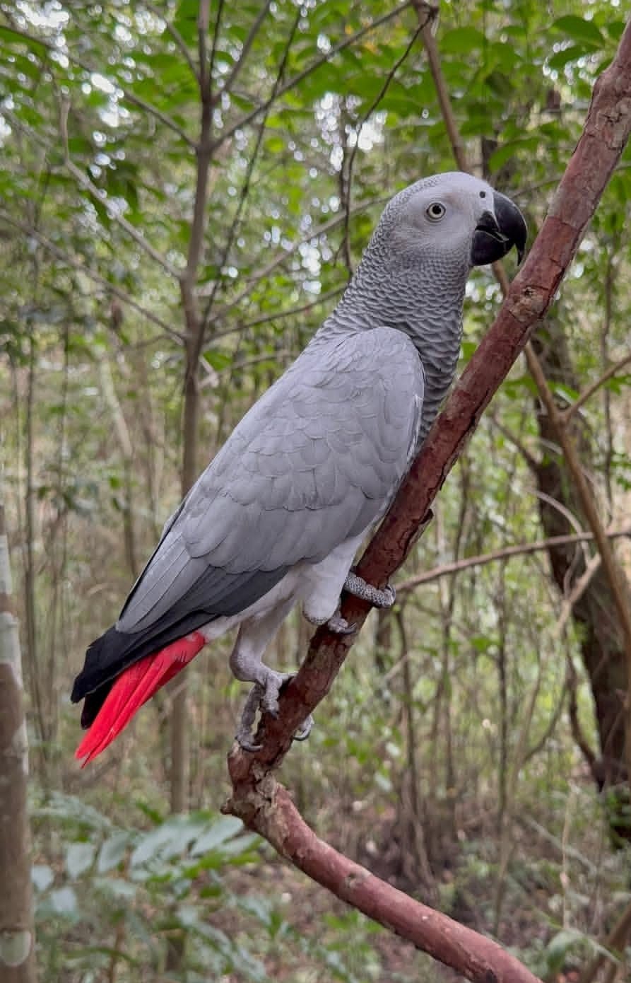 Male Congo African Grey Parrot with beautiful grey feathers, bright eyes, and striking red tail feathers.