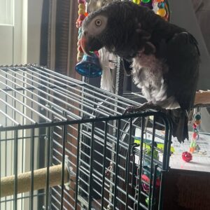 Male Timneh African Grey Parrot