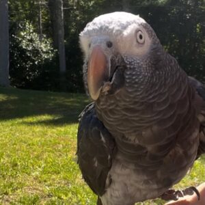 Male Timneh African Grey Parrot