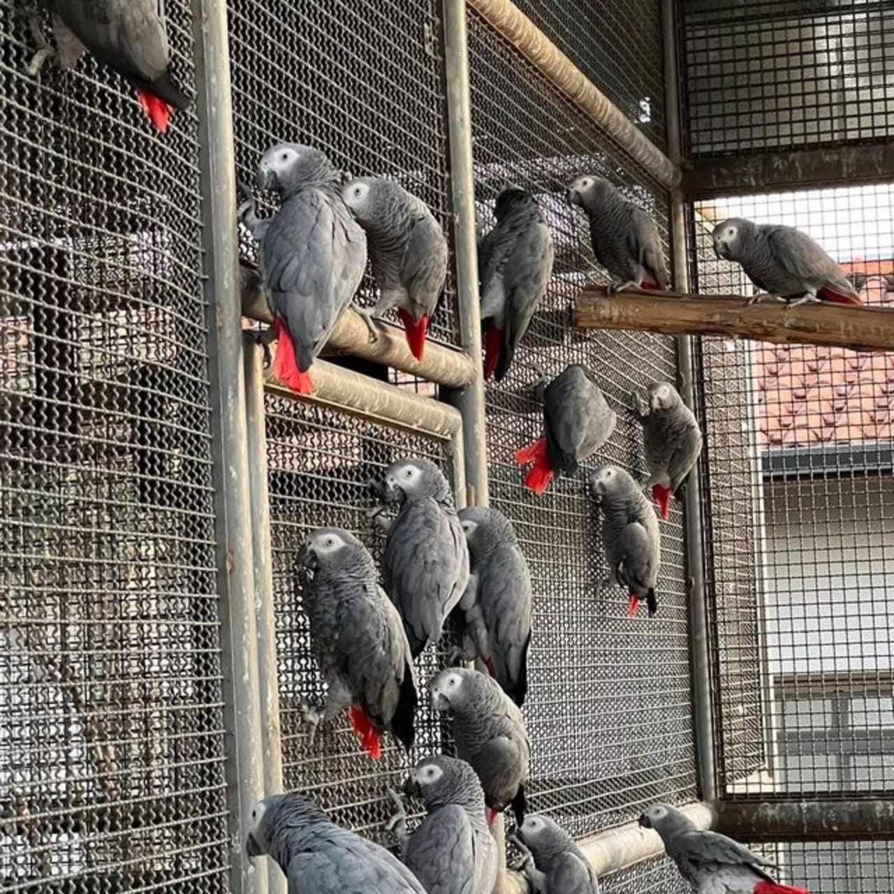 African Grey Parrots for Sale – Healthy-looking grey-feathered parrots with bright eyes, red tails, and charming personalities.
