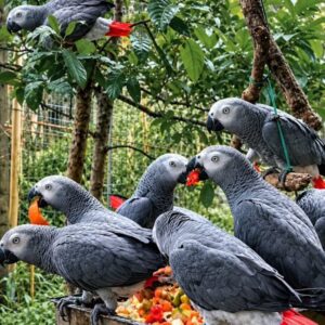 African Grey Parrots For Sale