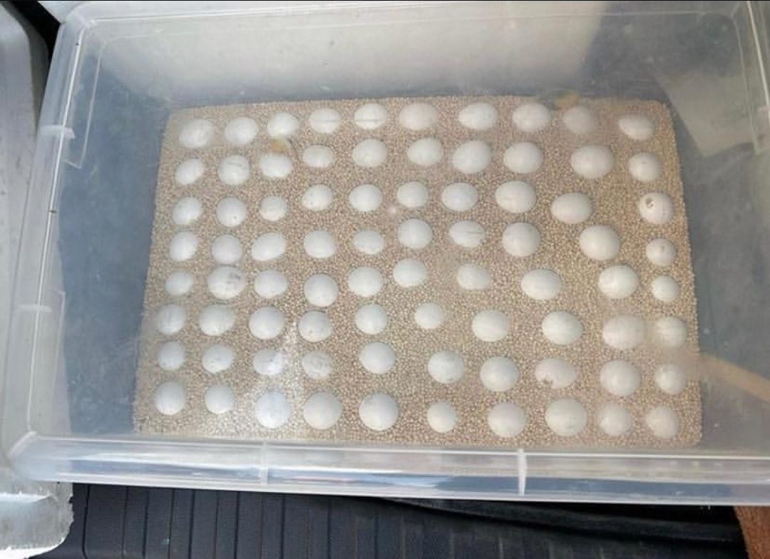 "Fertile Mutation Buffon Macaw Parrot eggs for sale, ideal for breeders and exotic bird enthusiasts seeking high-quality eggs."