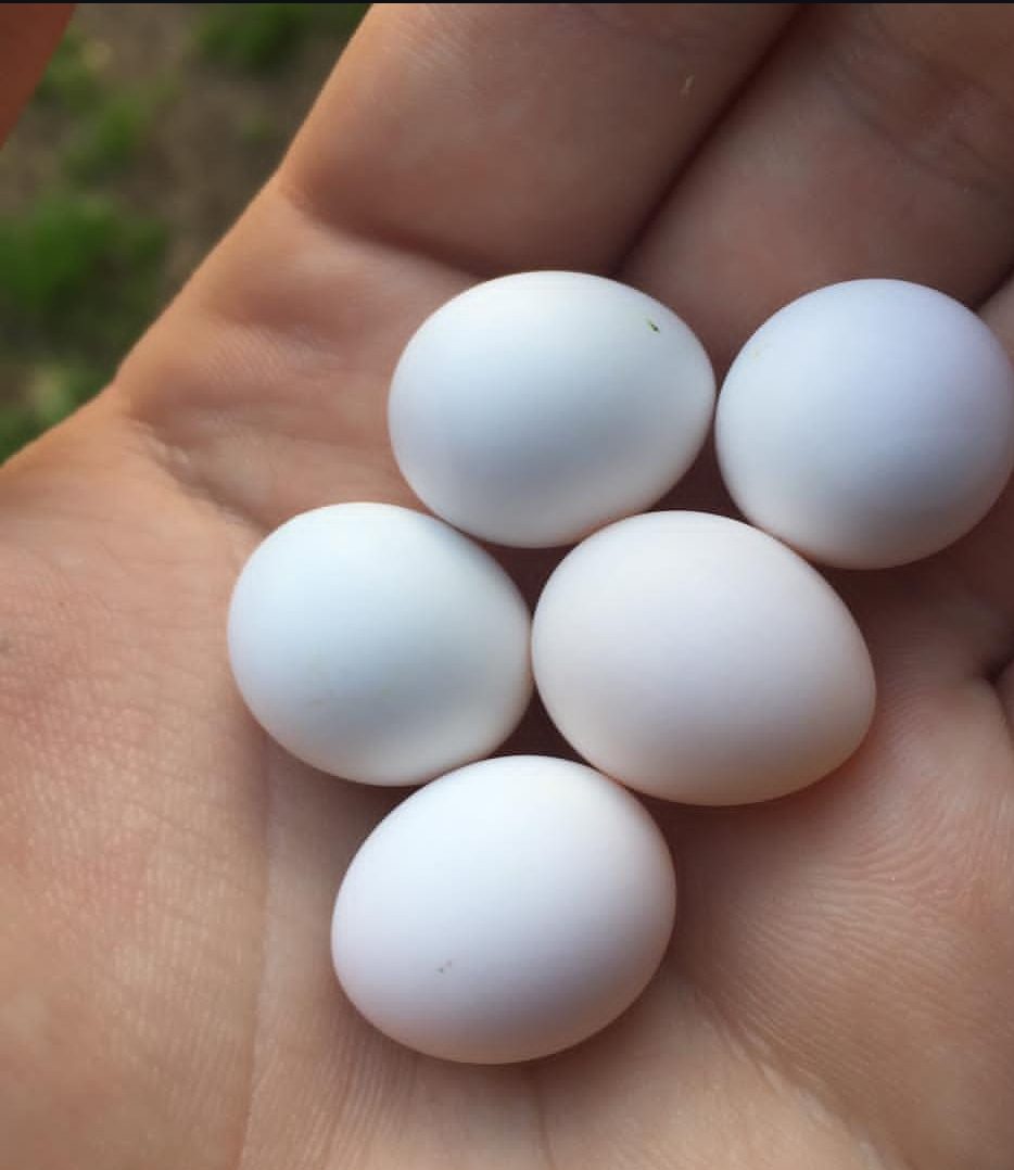 "Fertile Pionus Parrot eggs for sale, ideal for breeders and exotic bird enthusiasts seeking high-quality, healthy eggs."