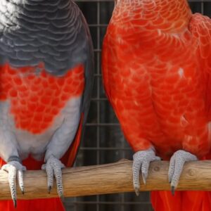 Red Factor African Grey Parrots
