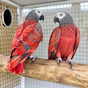 Red Factor African Grey Parrots